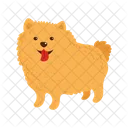 Perro pomerania  Icono