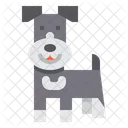 Schnauzer Perro Animal Icono