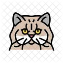 Persian Cat Persian Cat Icon