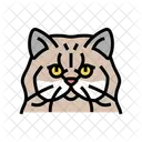 Persian Cat Persian Cat Icon