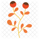 Persimmon Plant Autumn Fall Icon