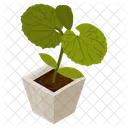 Peruvian Grape Ivy  Icon