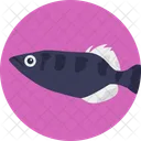 Agua Dulce Peces Mascotas Icono