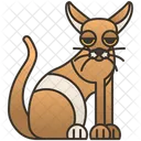 Peterbald  Icon