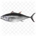 Muerto Thunnus Pez Icono