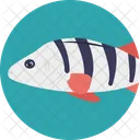 Agua Dulce Peces Mascotas Icono