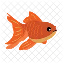 Pez Dorado Pez Pesca Icono