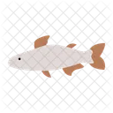 Panga Pescado Bagre Icono