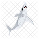 Carcharodon Carcharias Tiburon Blanco Pez Tiburon Icono