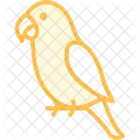Pfirsichkopfchen Pfirsichkopfchen Haustier Icon