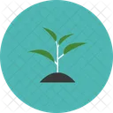 Pflanze Spross Baum Symbol