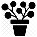 Pflanzen Topfpflanzen Immergrune Pflanze Symbol