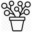 Pflanzen Topfpflanzen Immergrune Pflanze Symbol