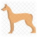 Pharaoh Hound Dog Animal Icon