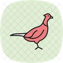 Pheasant Bird Hunting Icon