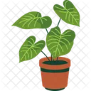 Philodendron Icône