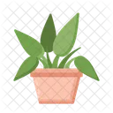 Philodendron Philodendron Pink Princess Plant Icon
