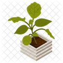 Philodendron  Icon