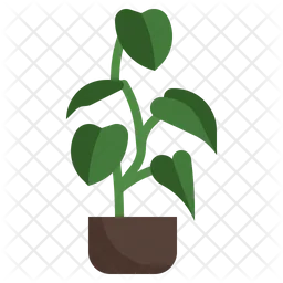 Philodendron Melanochrysum  Icon
