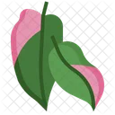 Philodendron Pink Princess Pink Princess Philodendron Icon