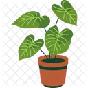 Philodendron  Icon