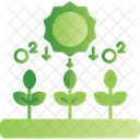 Photosynthesis Oxygen Tree Icon