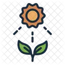 Photosynthesis Leaves Plant Icon