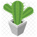 Pianta di cactus  Icon