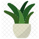 Pianta in vaso di aloe vera  Icon