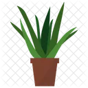 Pianta in vaso di aloe vera  Icon