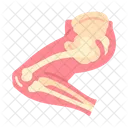 Pierna Anatomia Huesos Icono