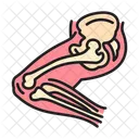 Pierna Anatomia Huesos Icono