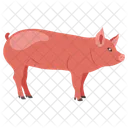 Pig Zodiac Pig Animal Icon