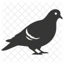 Pigeon Urban Coos Icon
