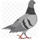 Pigeon Wildlife Bird Icon