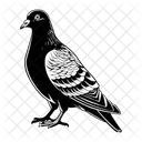 Pigeon Bird Dove Icon