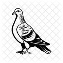 Pigeon Bird Dove Icon