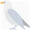 비둘기 새 비둘기 아이콘