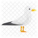 Pigeon Dove Bird Icône