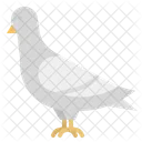 Pigeon  Icon