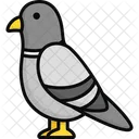 Pigeon Bird Domestic Animal Icon