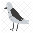Pigeon Bird Animal Icône