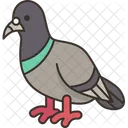 Pigeon Bird Avian Icon