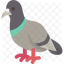 Pigeon Bird Avian Icon
