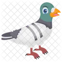 Pigeon De Dessin Anime Pigeon Bourdonnant Pigeon Biset Icône