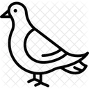 Pigeon Bird City Icon