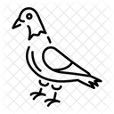 Pigeon Bird Creature Icon