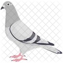 Pigeon Peace Animal Icon