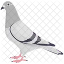Pigeon  Icon