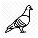 Pigeon  Icon